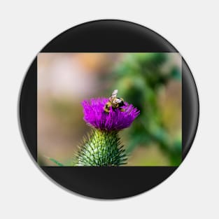 Foraging bee on a thistle bloom Pin