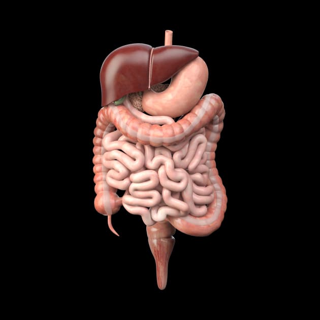 Digestive system by AviToys