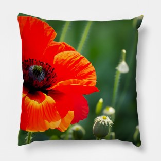 Close Up in a Field of Red Poppies (MD23Mrl008) Pillow