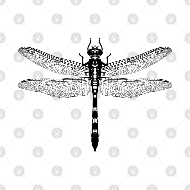 Graphic of a dragonfly by R LANG GRAPHICS