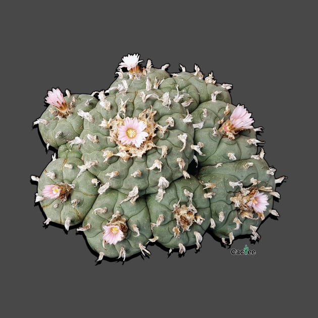 Lophophora Williamsii Cluster by Cactee