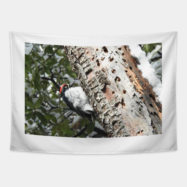 Acorn woodpecker, wild birds, wildlife gifts Tapestry by sandyo2ly