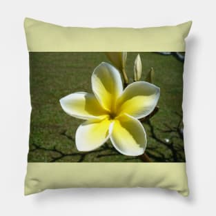 Beautiful Frangipani Flower Pillow