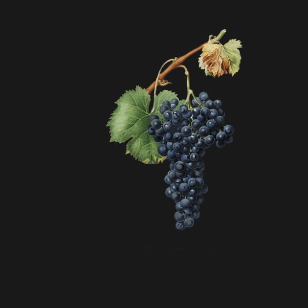 vintage grapes print by ellanely