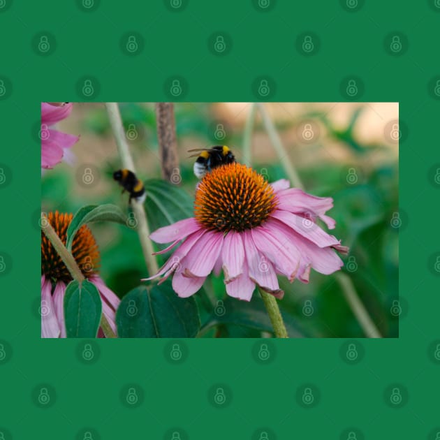 Echinacea Purpurea with Bees by jojobob