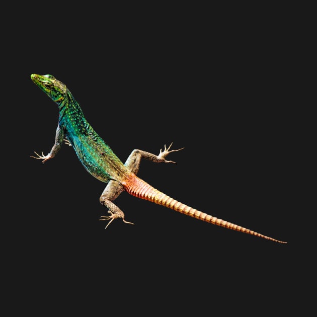 Colourful Lizard | African Wildlife by scotch