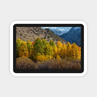 Aspen Forest in Autumn Magnet