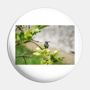 slb hummingbird Pin