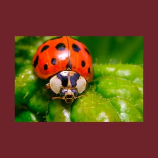 lil' Ladybug Macro Photograph T-Shirt