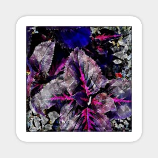 Coleus Abstract Magnet