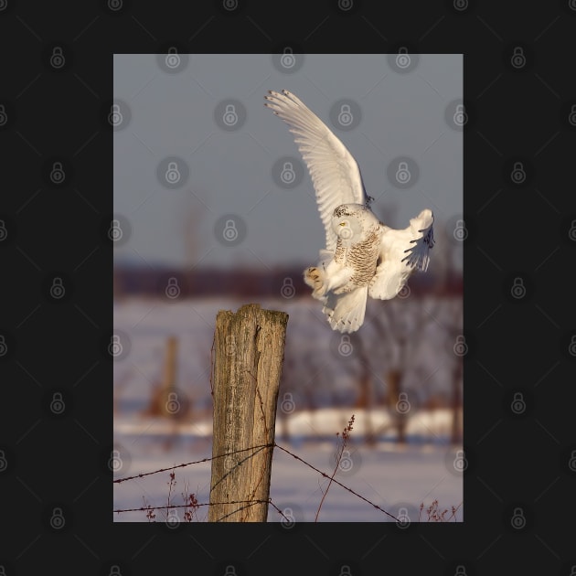 Snowy Owl on post by Jim Cumming