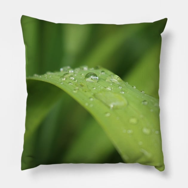 Grass leaf with focus on one rain drop Pillow by kall3bu