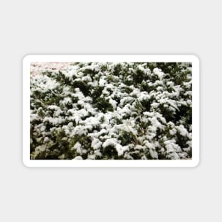 Snow Bush Magnet
