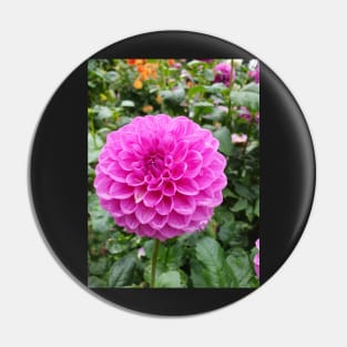 Rainy pink dahlia Pin