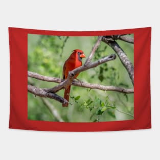 Brilliant Red Northern Cardinal Tapestry