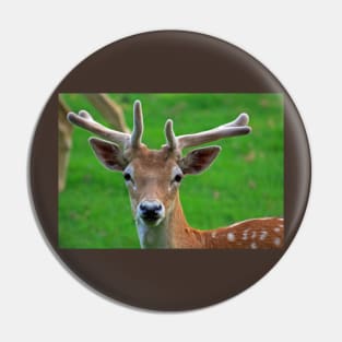 Fallow Deer, June 2019 Pin