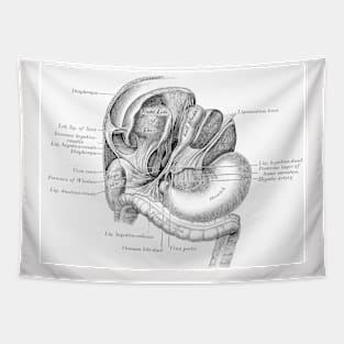 Antique Anatomy Papers Neck Gator Liver Kidney Stomach Anatomy Tapestry