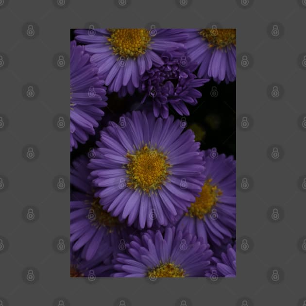 Aster in violett by OVP Art&Design