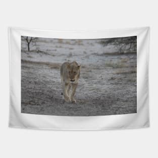 Lioness strolling in Namibia Tapestry