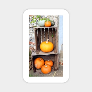 Crates of Orange Pumpkins Magnet