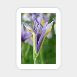 Iris &#39;King Mauve&#39; Dutch iris Magnet