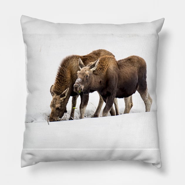 Foraging Moose Pillow by StacyWhite