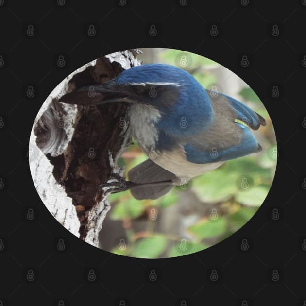 Blue Scrub Jay Hiding Acorn by HutzcraftDesigns