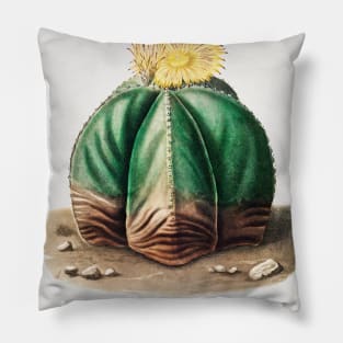 Bishop's Cap Cactus (Astrophytum Myriostigma) from Iconographie descriptive des cactées by Charles Antoine Lemaire (1801–1871) Pillow