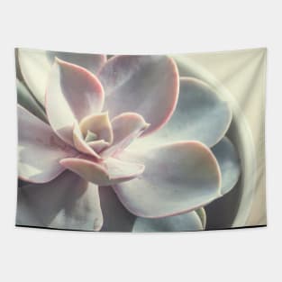 Echeveria Succulent #3 Tapestry