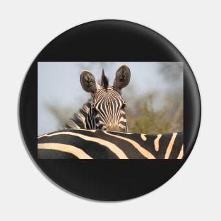 Plains Zebra Portrait, Akagera National Park, Rwanda, by Carole-Anne Fooks Pin