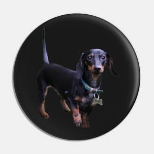 Tuff Dachshund sticker Pin