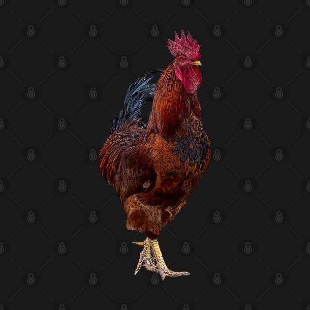 rooster by rickylabellevie