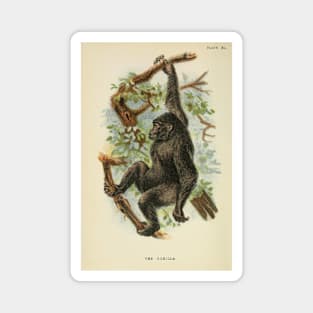 The Gorilla Magnet