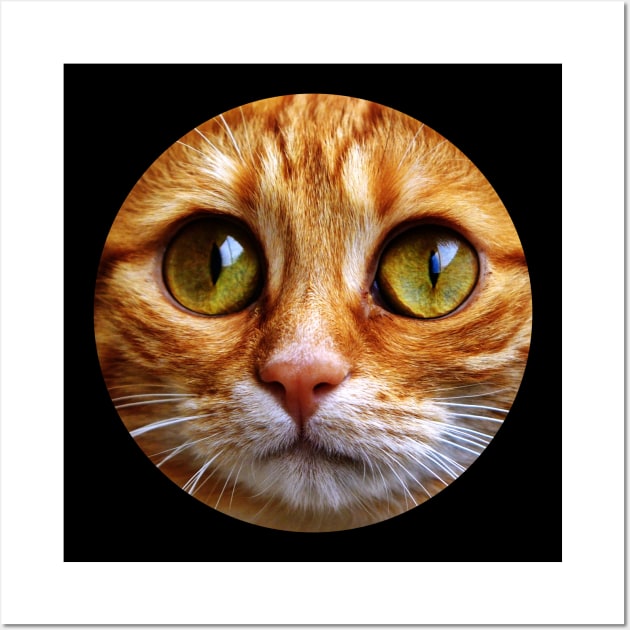 Cat PFP | Photographic Print