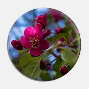 Apple blossoms Pin