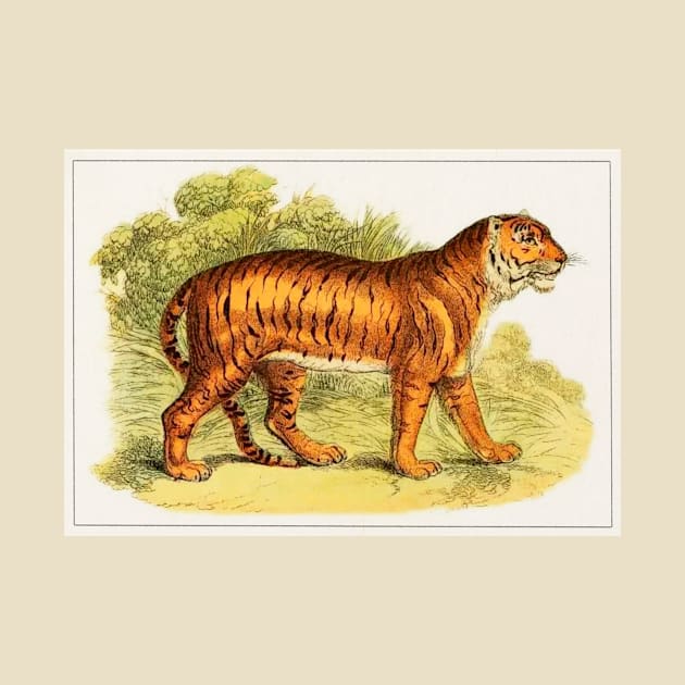 Tiger illustration by WAITE-SMITH VINTAGE ART