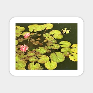 Frogs and Lilies Magnet