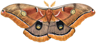 Polyphemus Moth Magnet