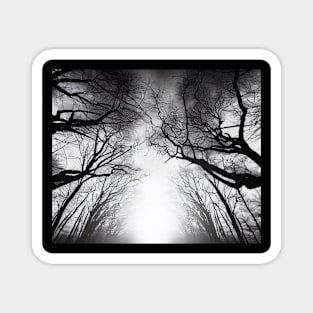 Whispering Trees Silhouette in Mist Magnet