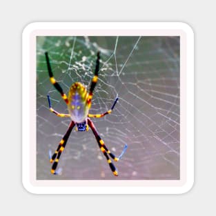 Orb Weaver Spider Magnet