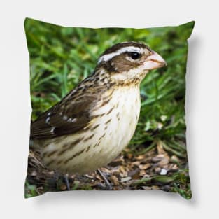 Female Rose-Breasted Grosbeak Sitting In The Grass and Sunflower Seed Shells Pillow