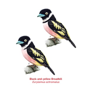 Black-and-yellow Broadbill | Eurylaimus ochromalus ⚥ T-Shirt