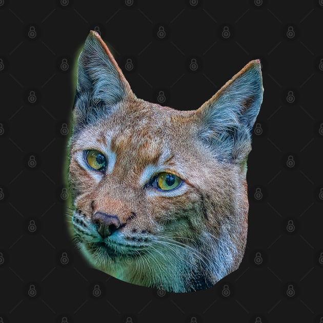 Eurasian Lynx by dalyndigaital2@gmail.com