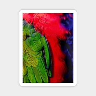 Parrot feathers Magnet