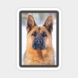 Parcour!  German Shepherd Dog Magnet