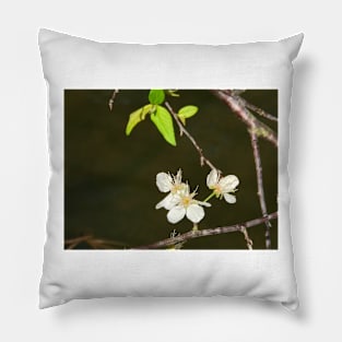 Cherry Blossoms Pillow