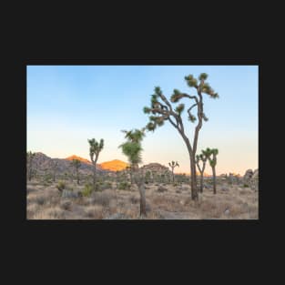 Joshua Trees Morning T-Shirt