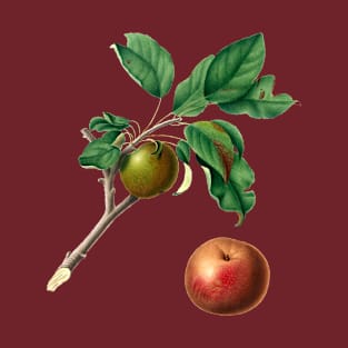 Vintage Botanical Illustration - Apple 121 T-Shirt