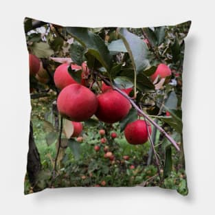 Apple Branch in the Apple Orchard Pillow