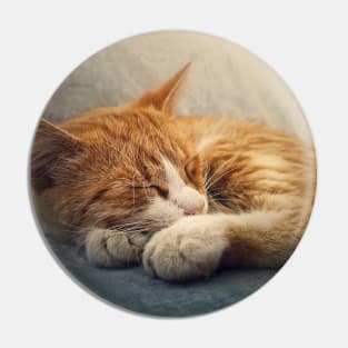 ginger cat resting on a sofa Pin